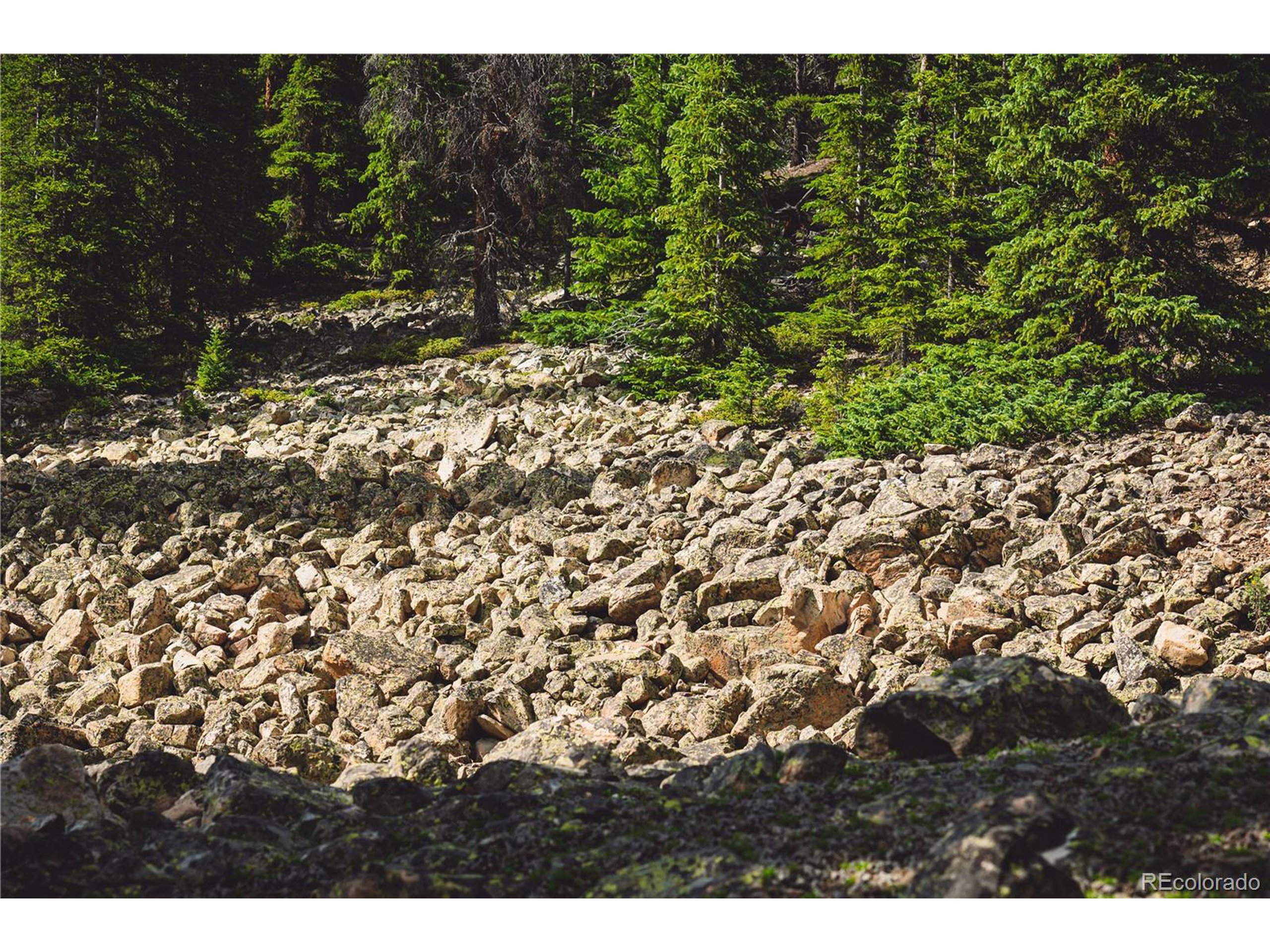 5347 Monitor Leadville, CO 80461 - Photo 25 of 37 a view of a yard with a tree