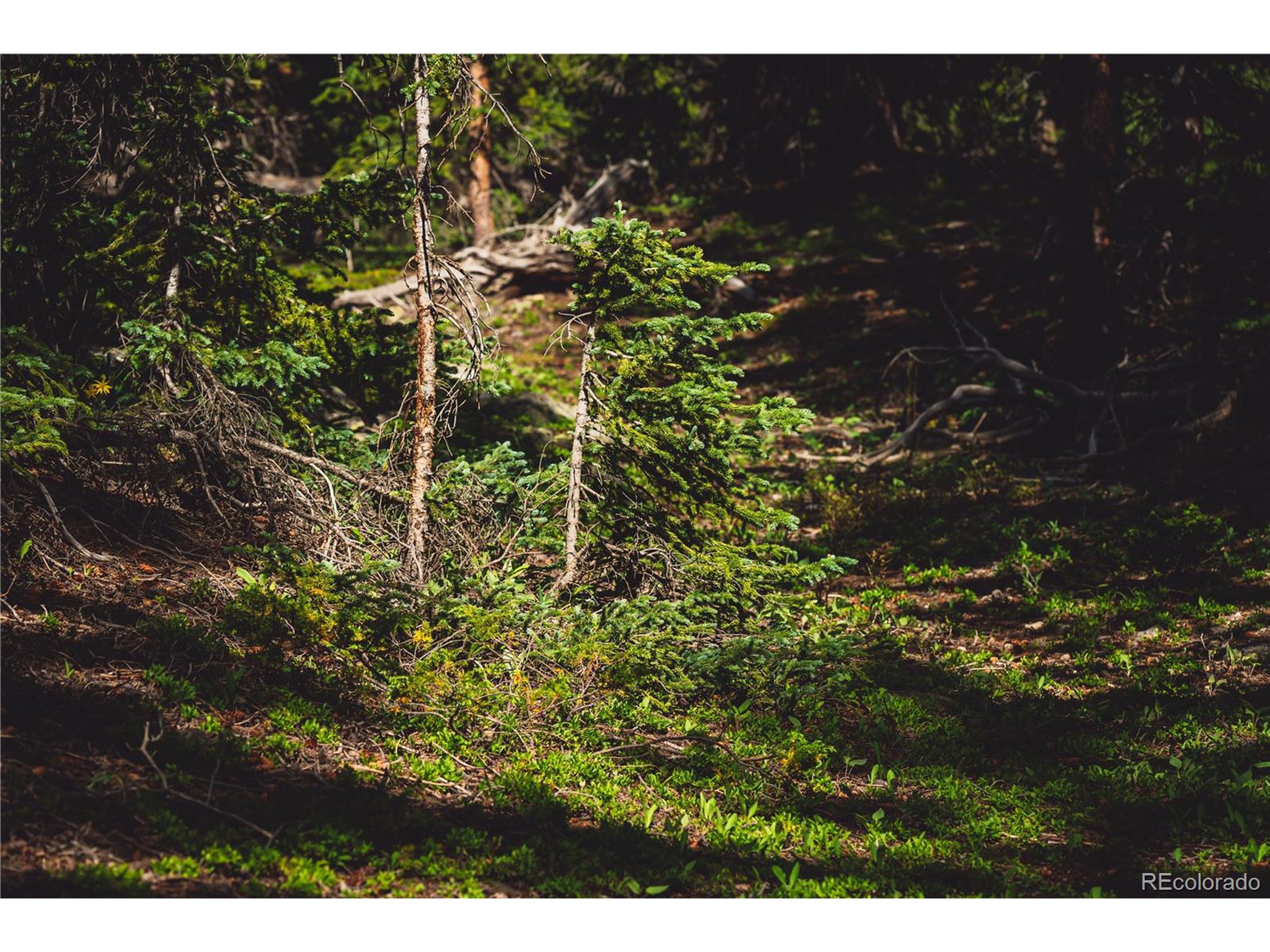5347 Monitor Leadville, CO 80461 - Photo 27 of 37 a view of a tree