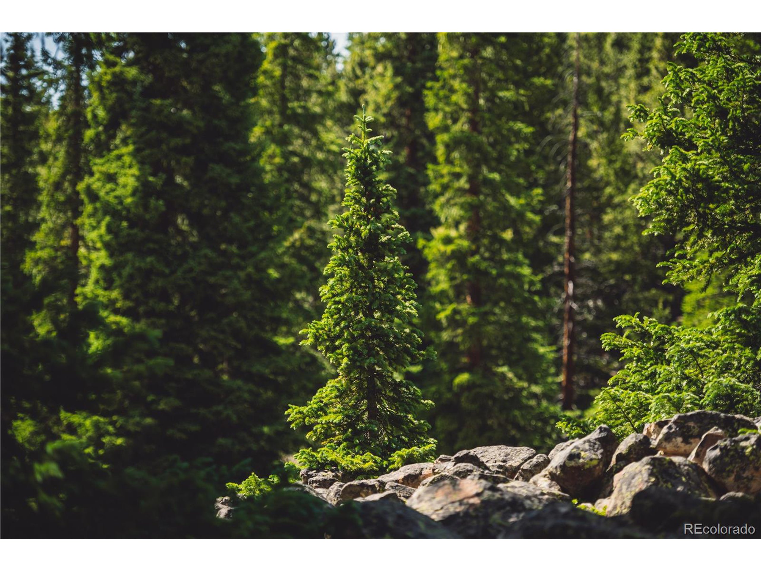 5347 Monitor Leadville, CO 80461 - Photo 28 of 37 a view of a tree