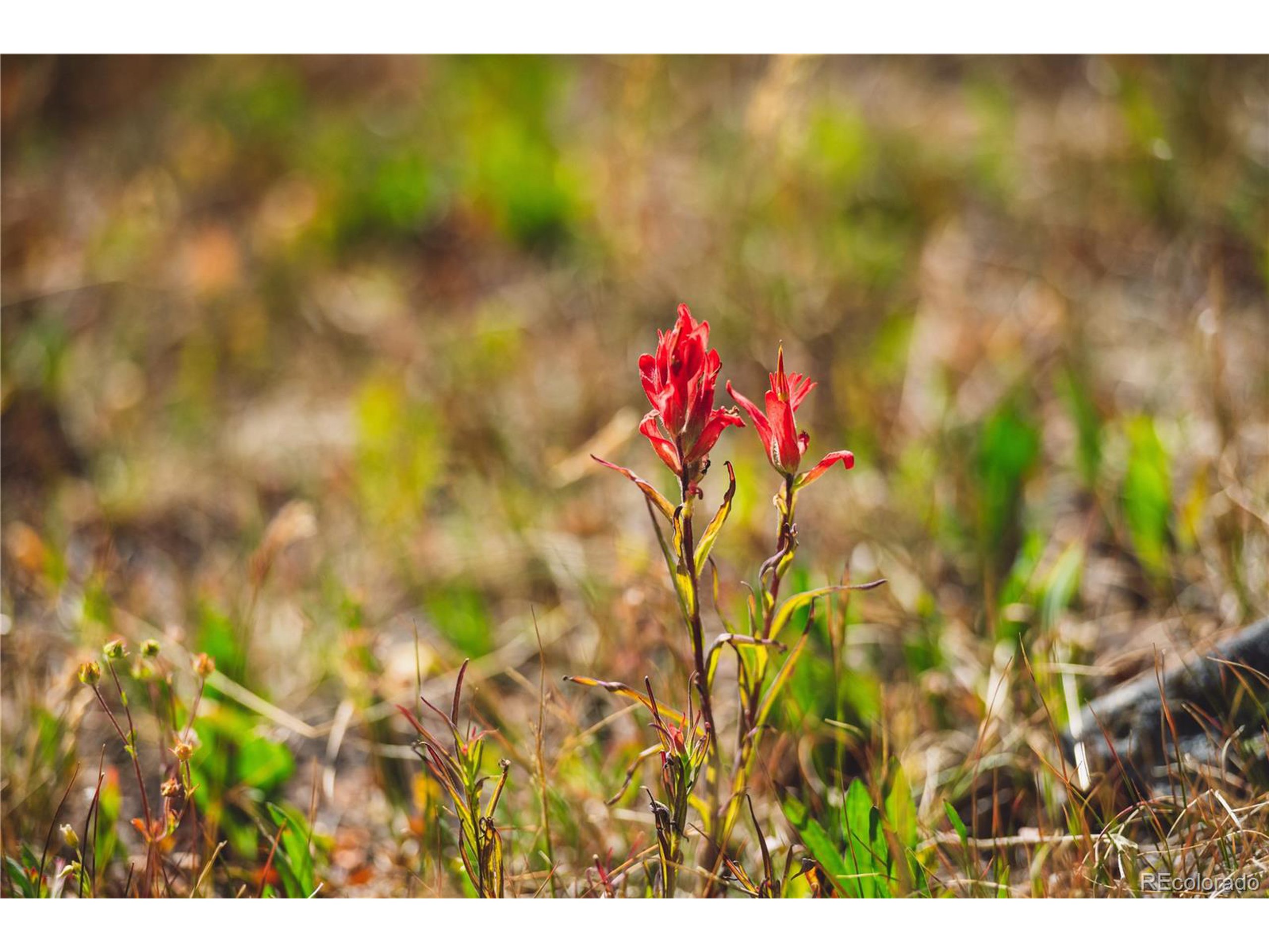 5347 Monitor Leadville, CO 80461 - Photo 29 of 37