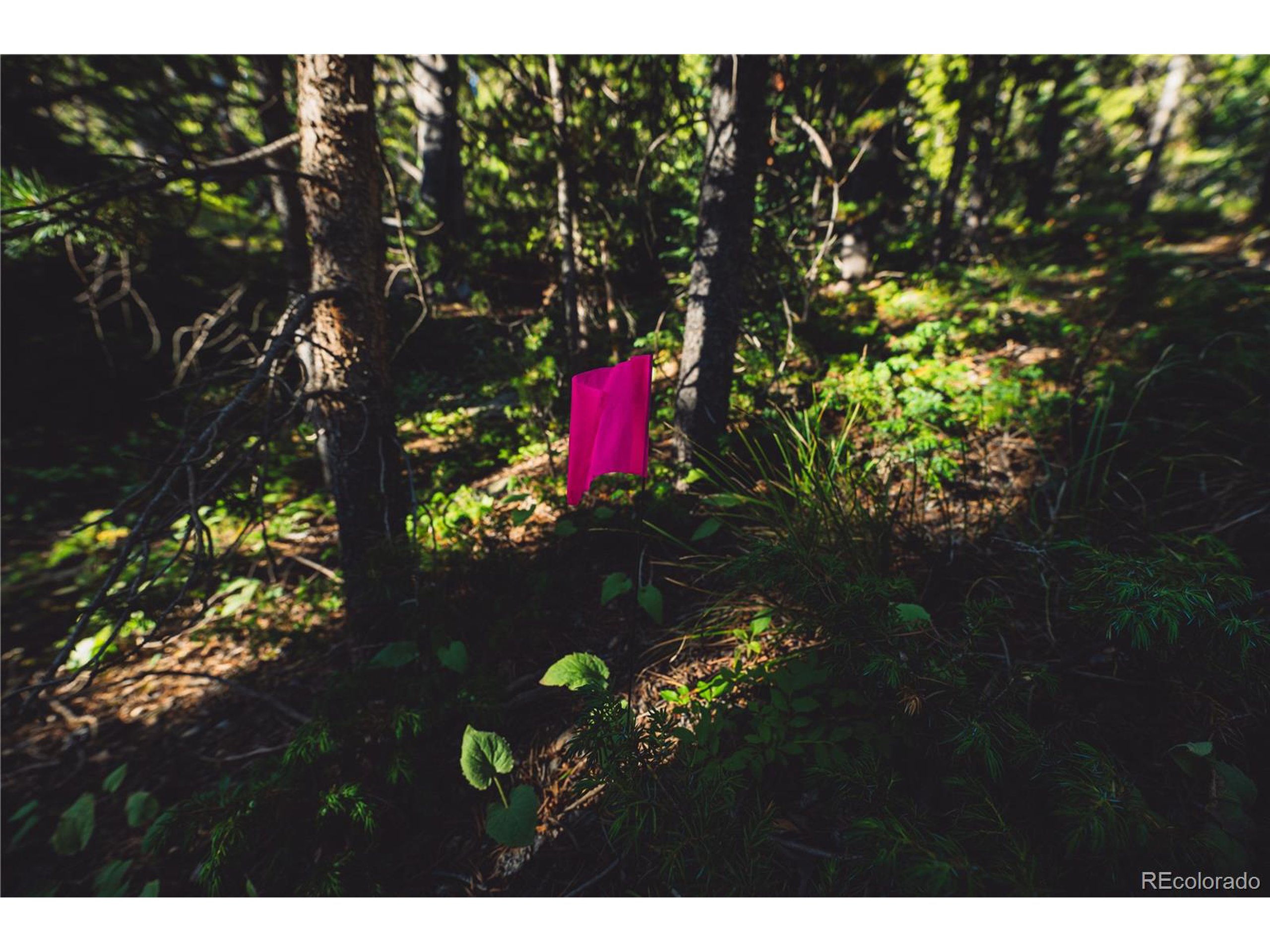 5347 Monitor Leadville, CO 80461 - Photo 33 of 37 a view of a tree
