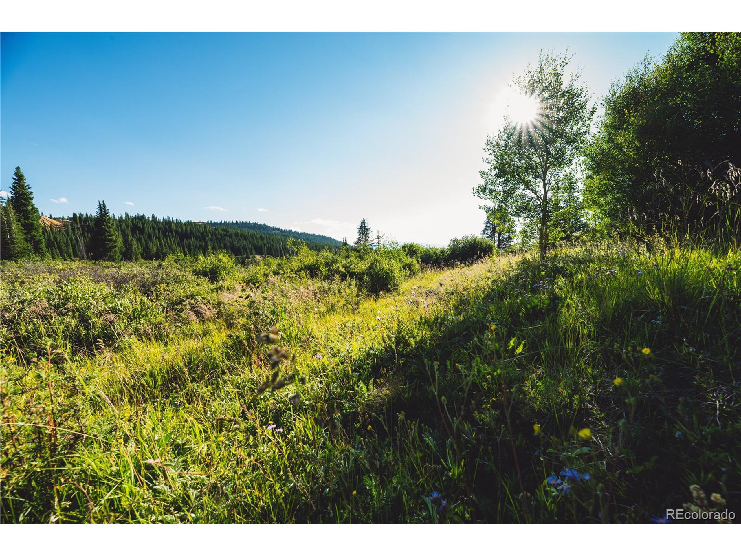 5347 Monitor Leadville, CO 80461 - Photo 8 of 37 a view of a field with a tree