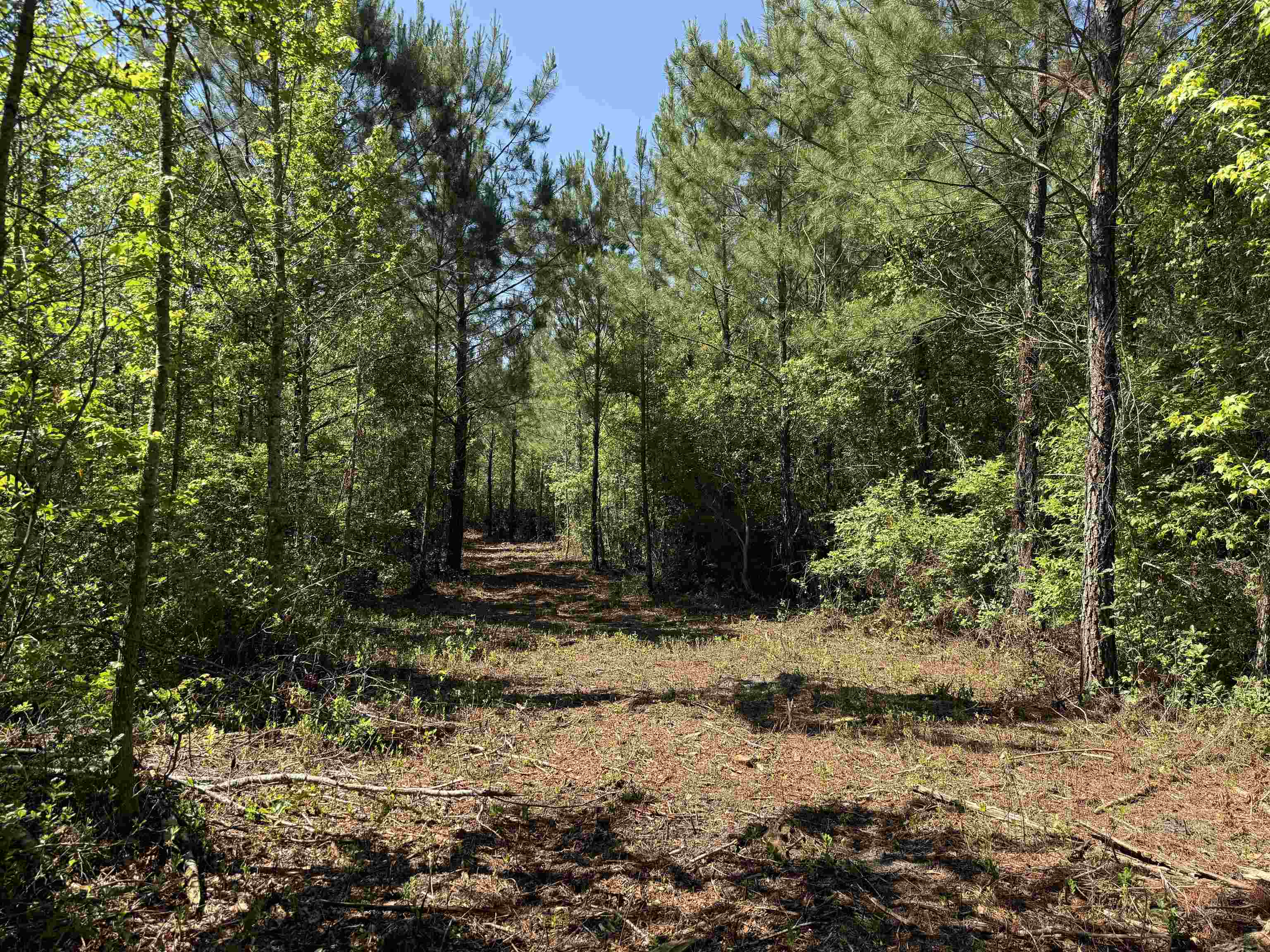 5432 June Burn Road Manning, SC 29102 - Photo 7 of 32