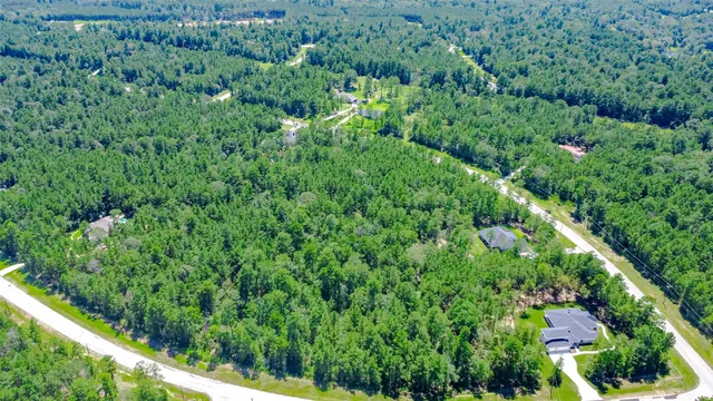 a view of a lush green forest with lawn chairs and plants