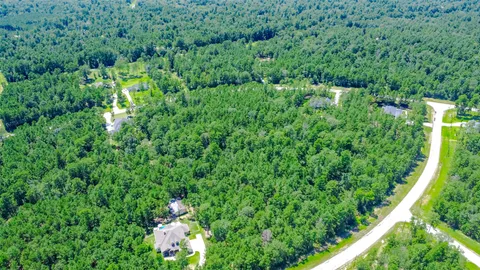 a view of a lush green forest