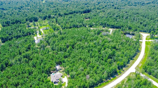 a view of a lush green forest
