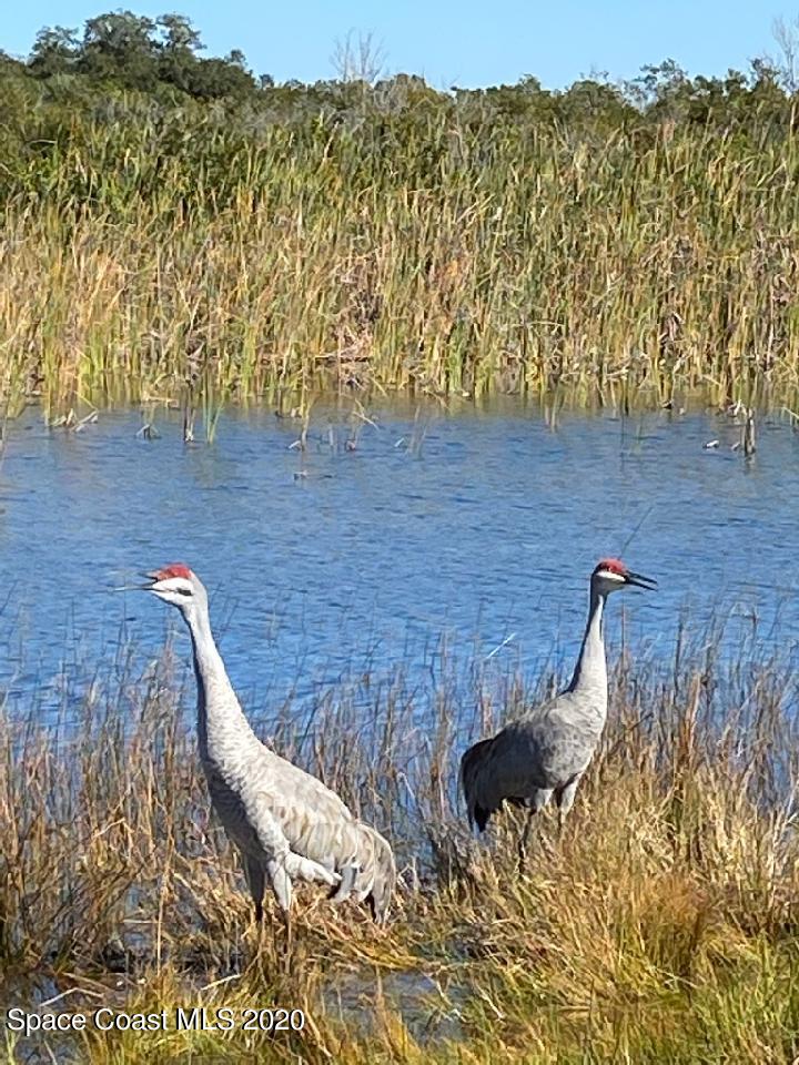 2045 Corey Road Malabar, FL 32950 - Photo 8 of 61 2045CoreySandhillCranes