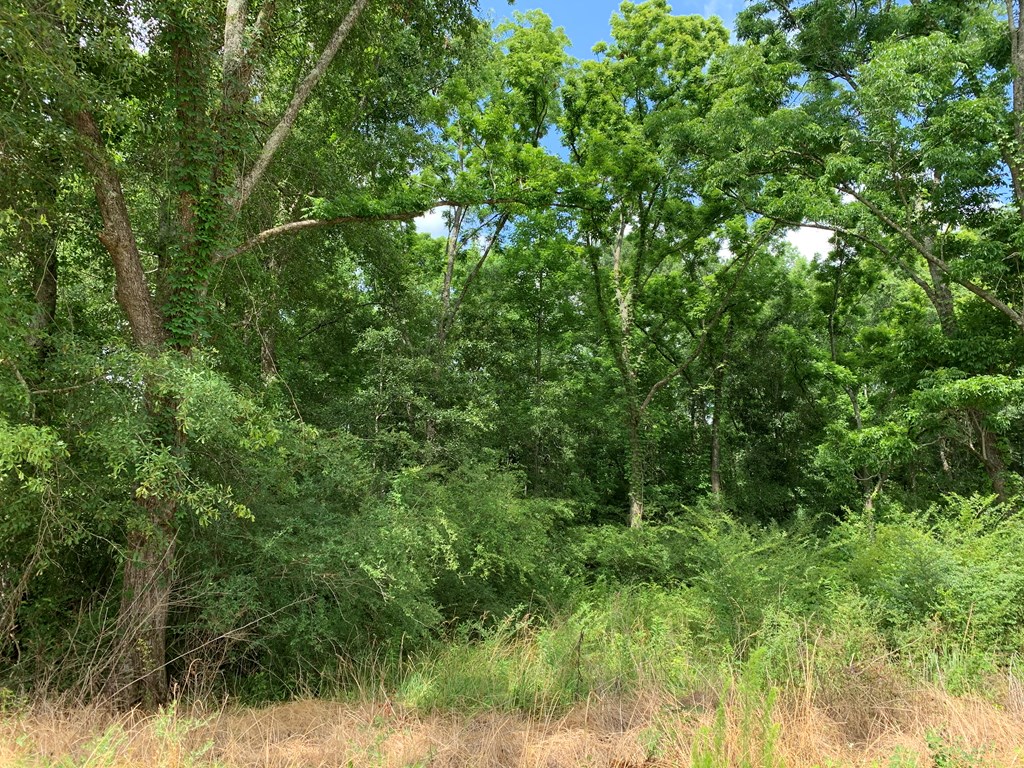 0 Corinth Road Slocomb, AL 36375 - Photo 3 of 11