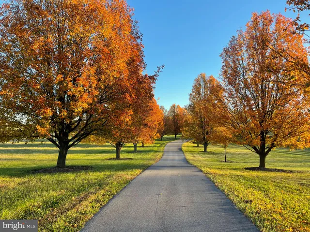 a park view with large trees