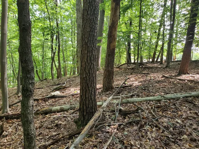 a view of a forest with trees