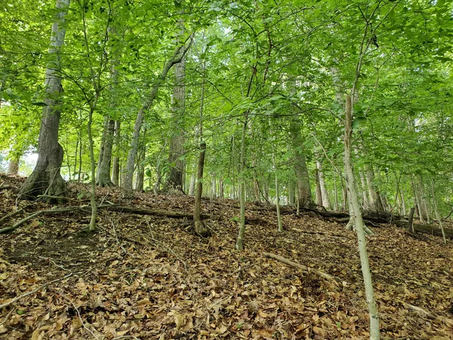 a big yard with lots of green space and trees