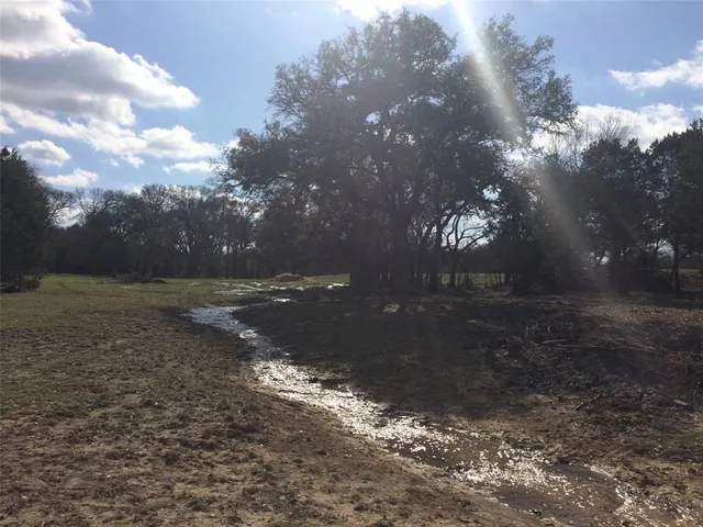 a large tree in middle of the forest