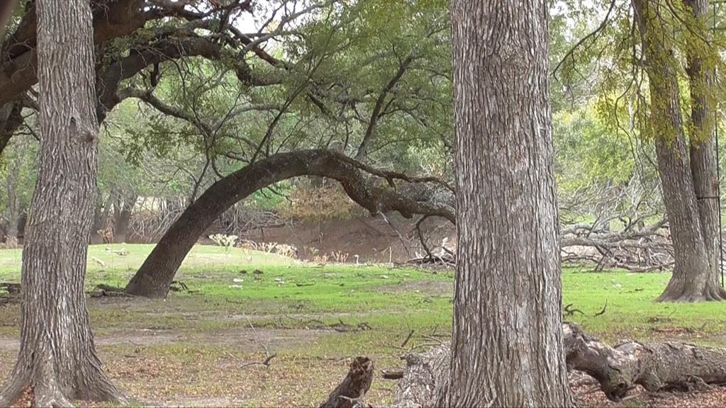 2 County Road 208 Lampasas, TX 76550 - Photo 27 of 30 a large tree in middle of the forest