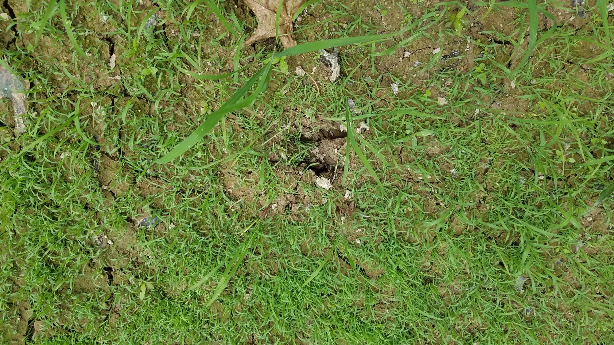 0 Glass Road LaFayette, GA 30728 - Photo 14 of 16 20190626_152045