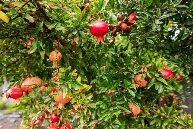 $499,000 | 1109 Ulrich Avenue, Modesto, CA 95350