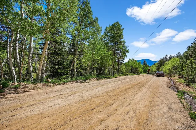a view of a lush green forest