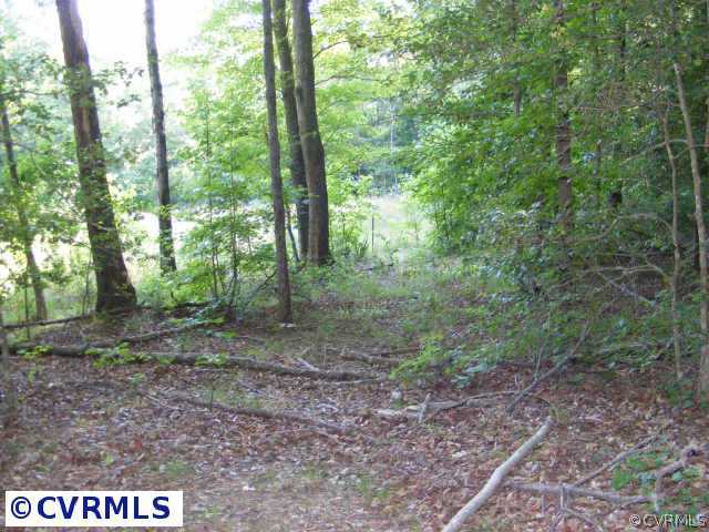 13410 Scotts Road Dewitt, VA 23840 - Photo 8 of 9 a view of a forest that has large trees
