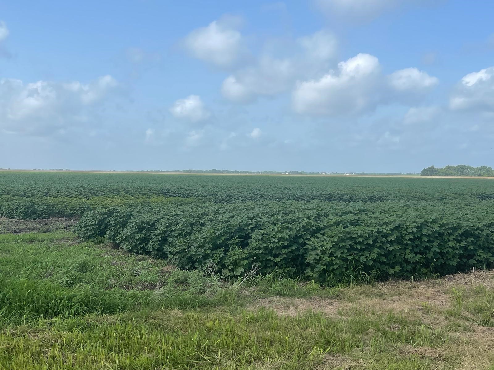 10815 Koym Road Beasley, TX 77417 - Photo 2 of 8 Gallery Image 2