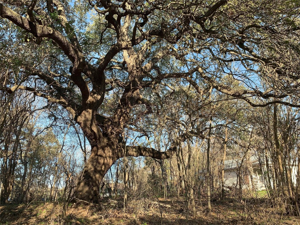 4419 Garnett Street Austin, TX 78745 - Photo 1 of 9 Large Oak Tree at back of Lot