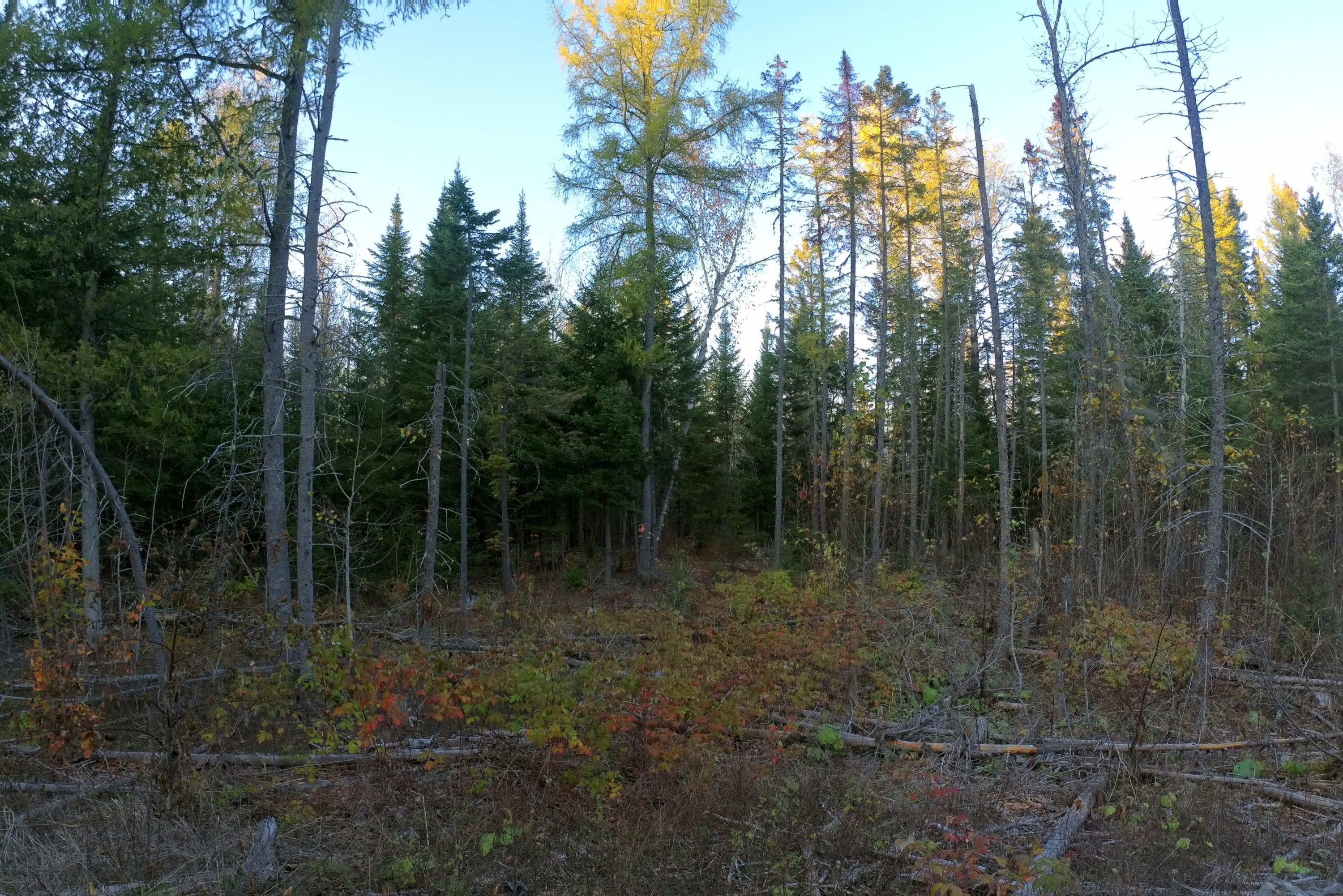 Lot 018 Main Siding Road Caribou, ME 04736 - Photo 4 of 5 20201013_200426
