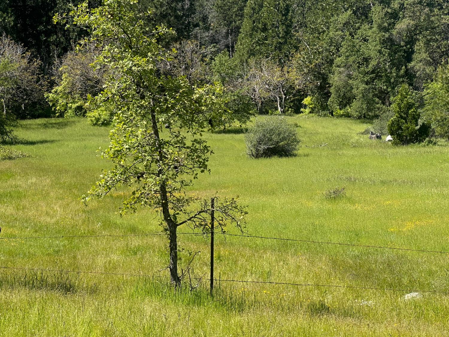 0 Schaefer Ranch Road Pioneer, CA 95666 - Photo 4 of 72