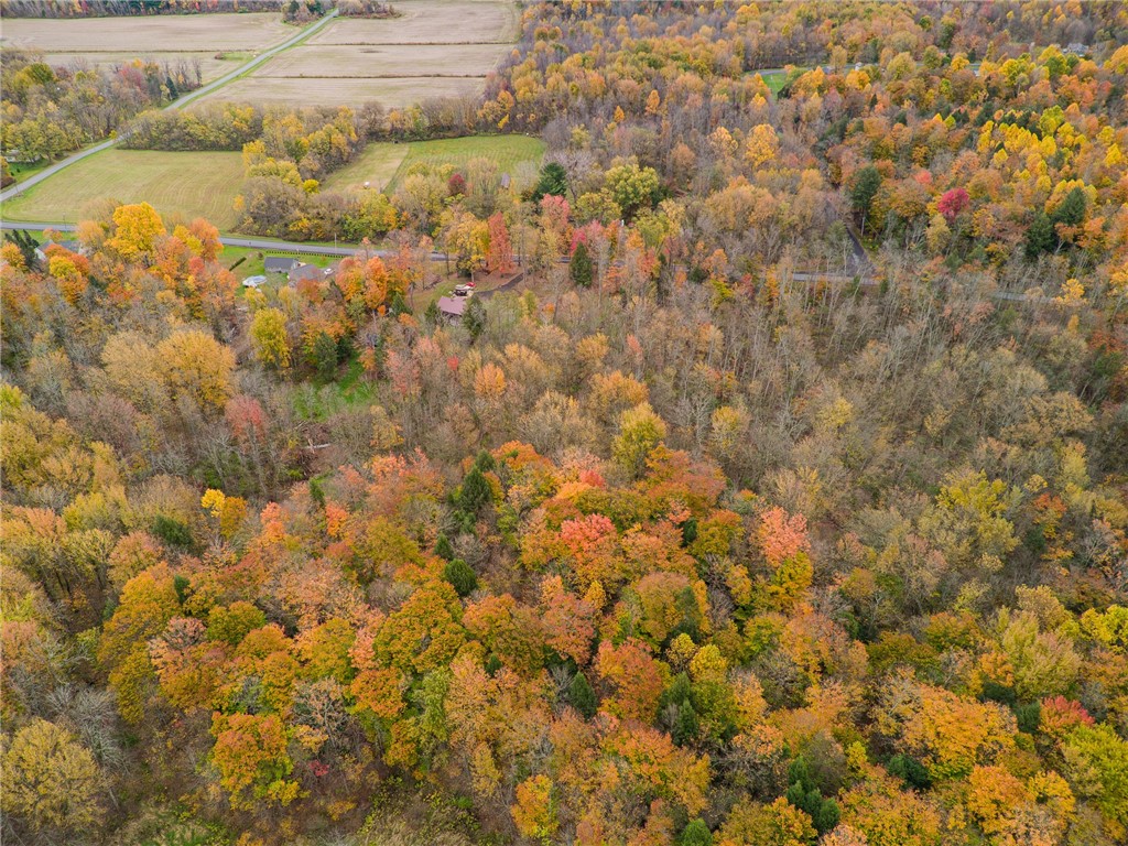 7779 Brown Road Wolcott, NY 14590 - Photo 33 of 37 SO MANY TREES! You can hunt YOUR OWN LAND!