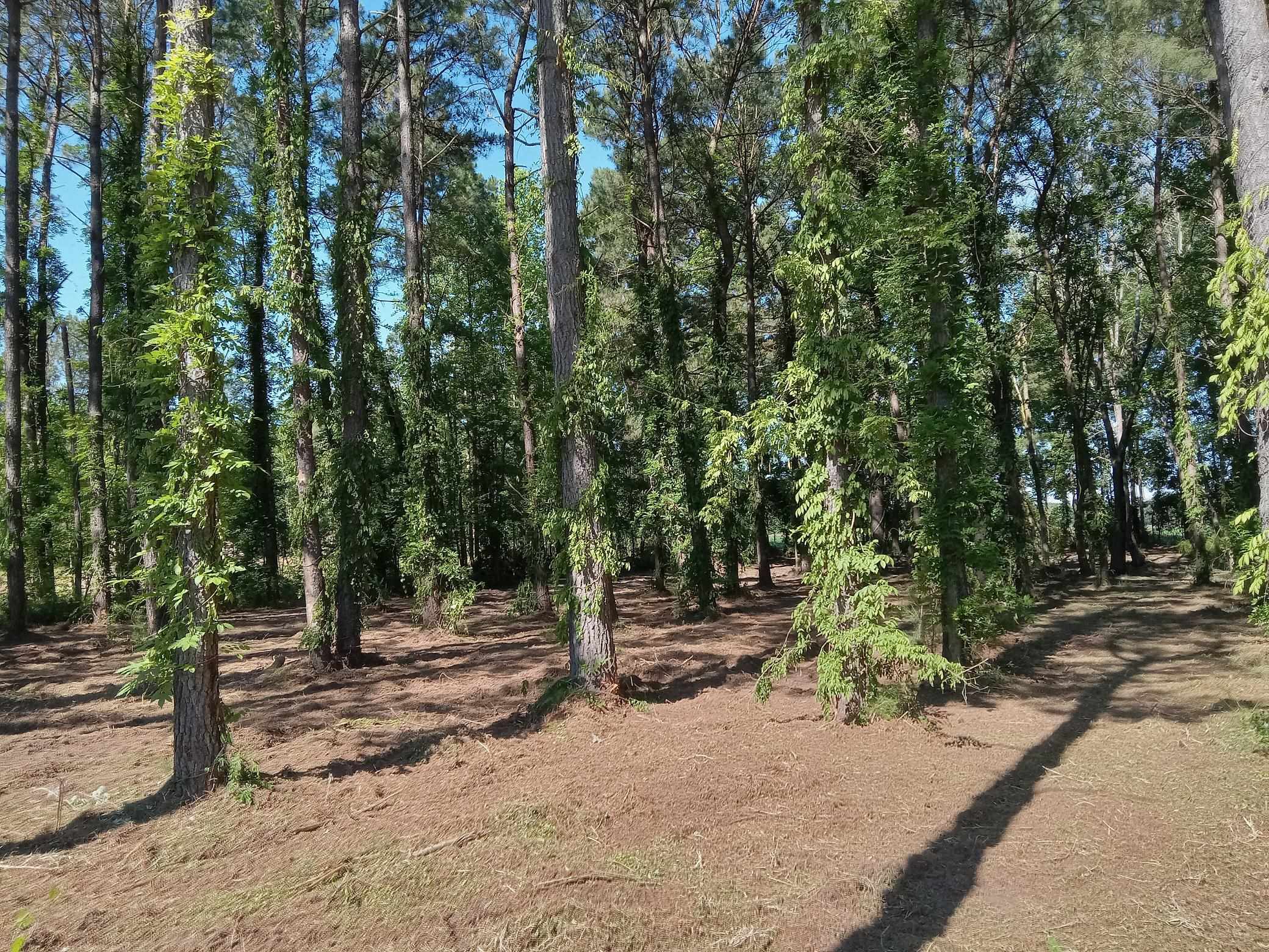 3800 Kickapoo Drive Green Sea, SC 29545 - Photo 3 of 10