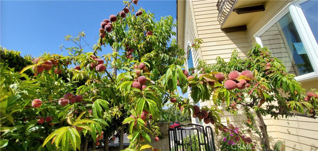 7901 Berger Avenue Playa del Rey, CA 90293 - Photo 49 of 67 a view of a flower pot with wooden floor