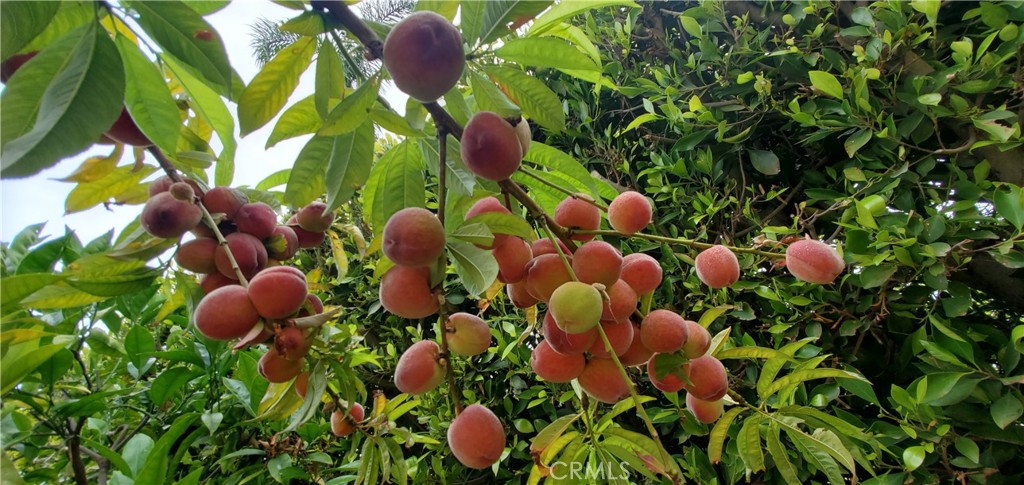 7901 Berger Avenue Playa del Rey, CA 90293 - Photo 65 of 67