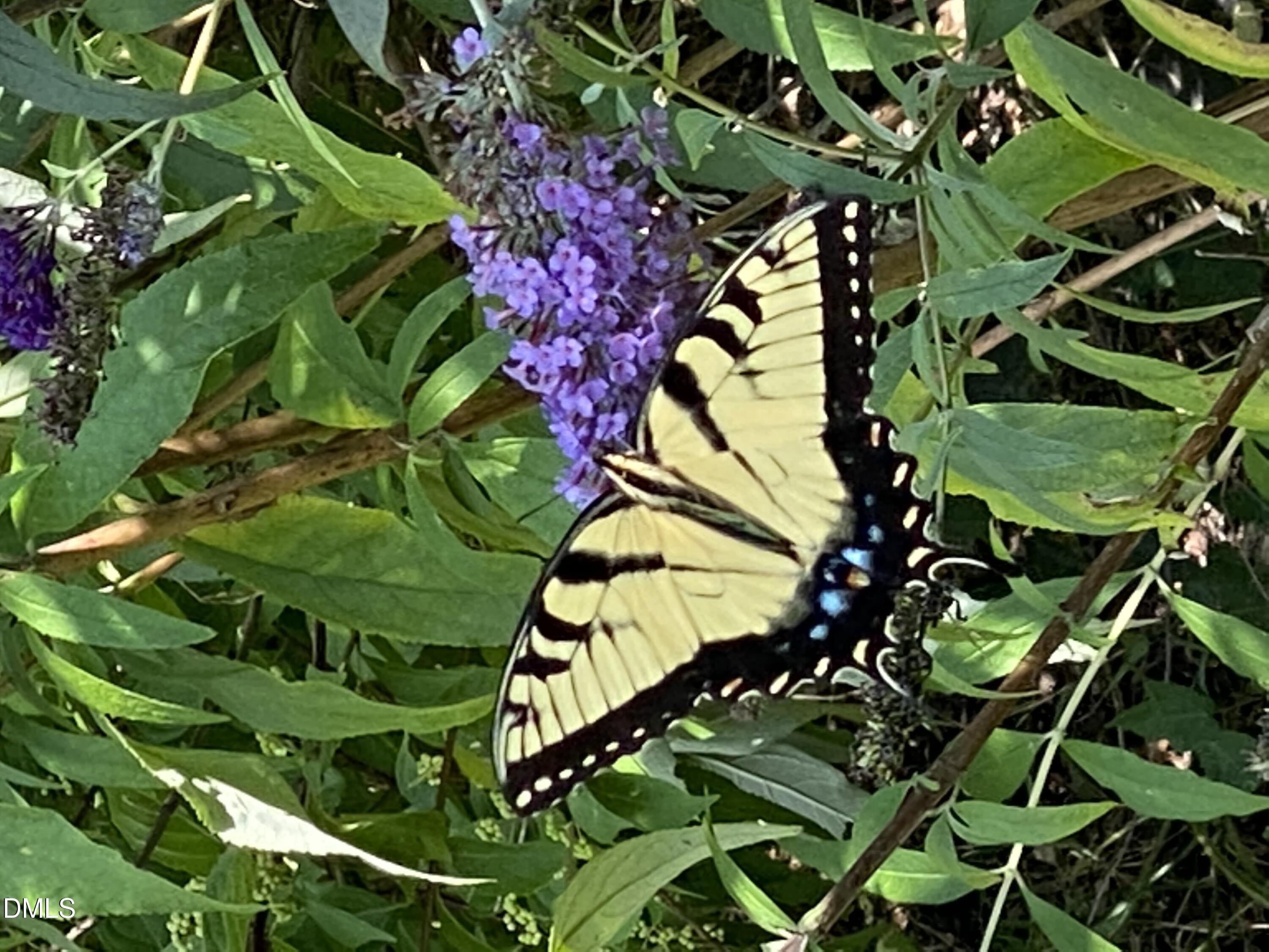 632 Whitt Town Road Roxboro, NC 27574 - Photo 63 of 73 Yellow Butterfly 2