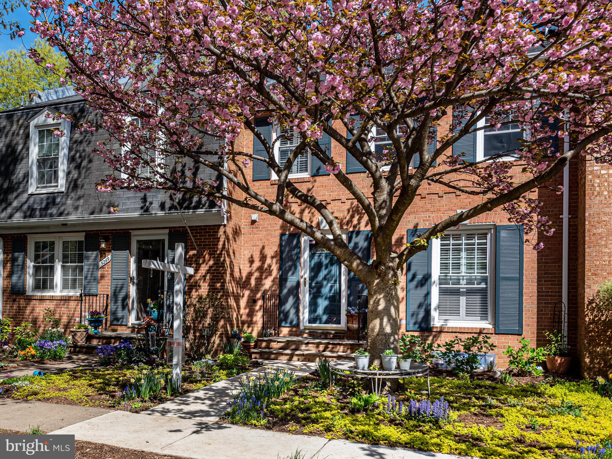 Enjoy these gorgeous pink blossoms every Spring!