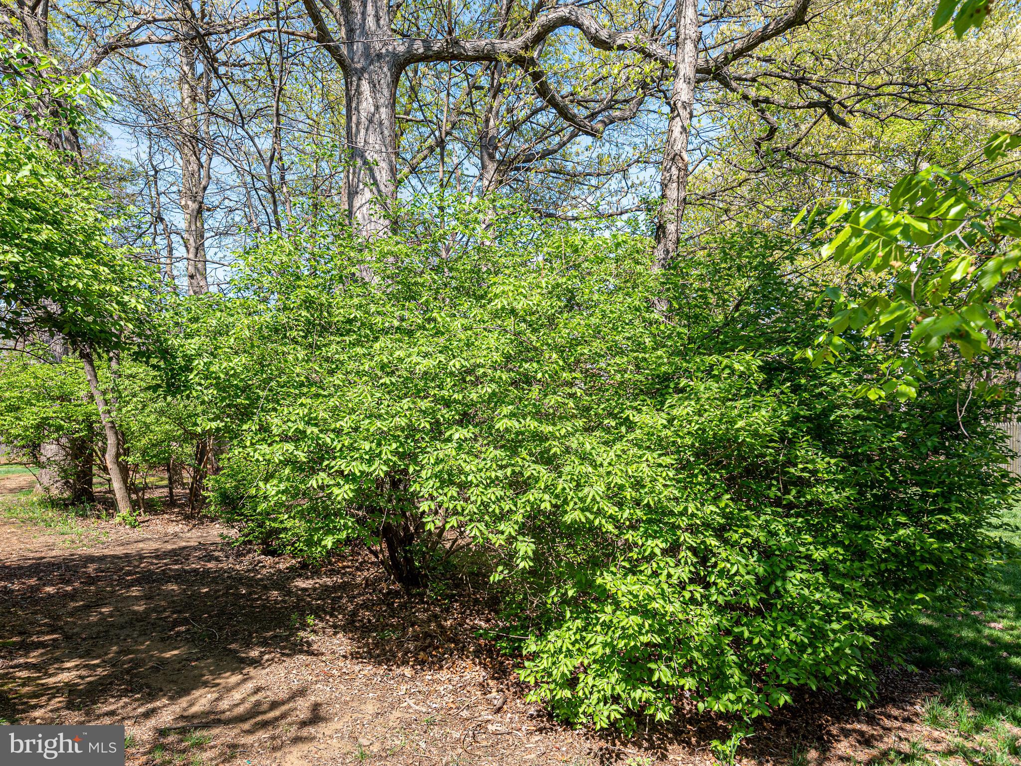 5271 Bradgen Court Springfield, VA 22151 - Photo 45 of 47 More privacy, courtesy of nature's green screen