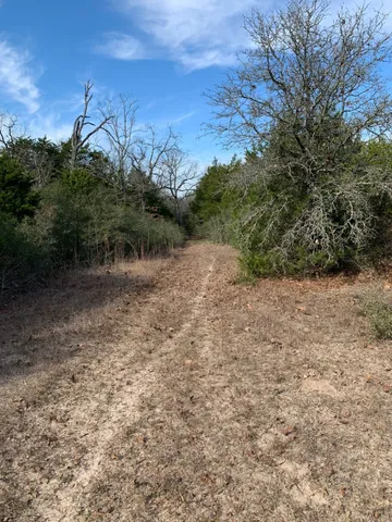 a view of a yard with trees