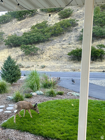 387 North Loafer Canyon Road Payson, UT 84651 - Photo 79 of 94 Manicured lawn area with local turkeys coming to visit.