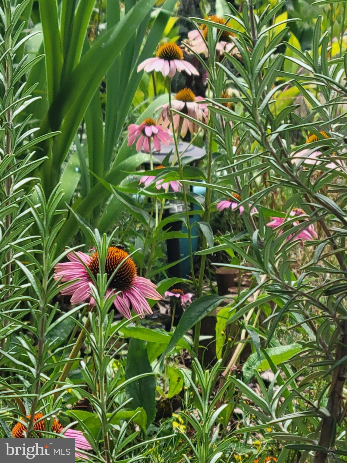 1589 Carey Place Frederick, MD 21701 - Photo 36 of 37