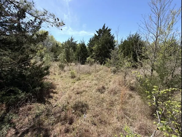 a view of a yard with a tree