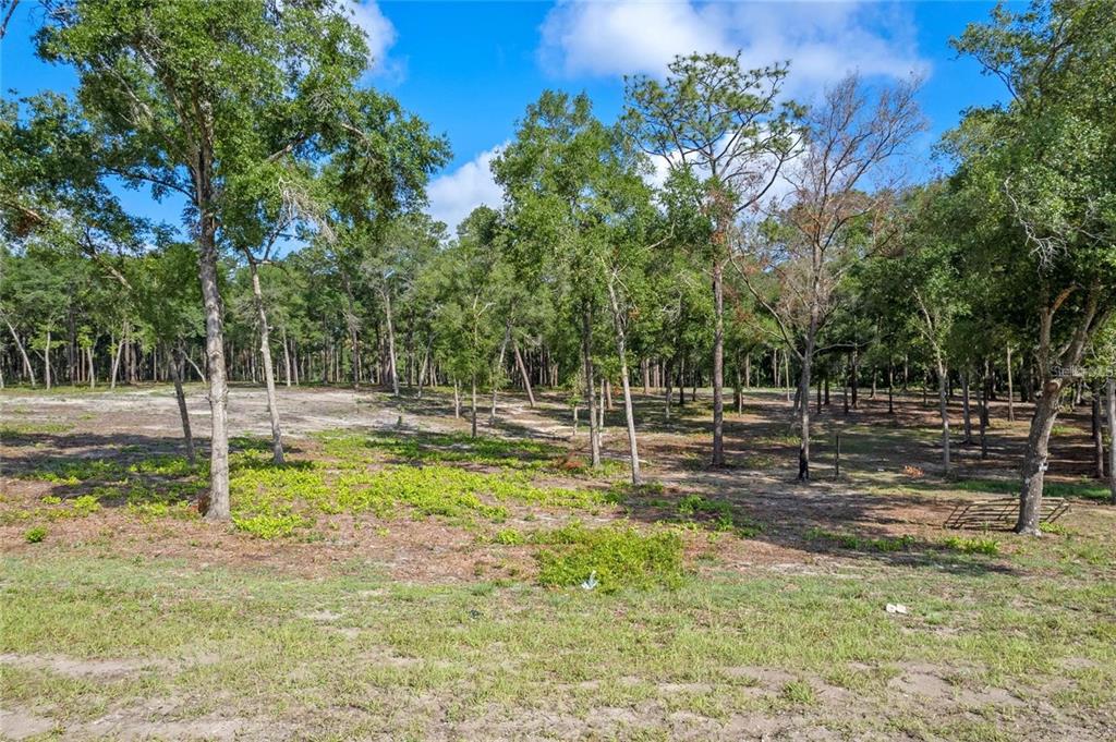 29901 State Road 44 Eustis, FL 32736 - Photo 15 of 24 a view of a park with large trees