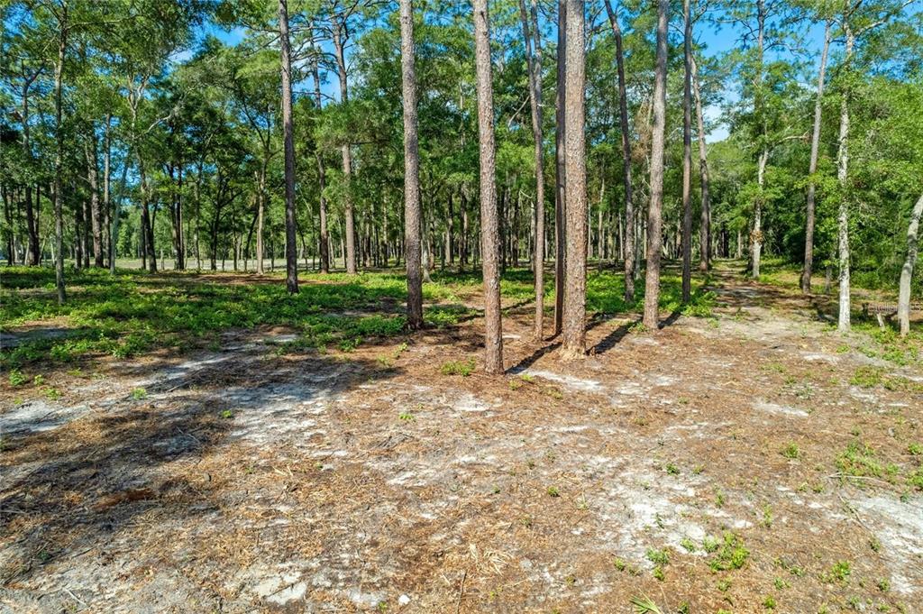 29901 State Road 44 Eustis, FL 32736 - Photo 4 of 24 a view of a park with a tree