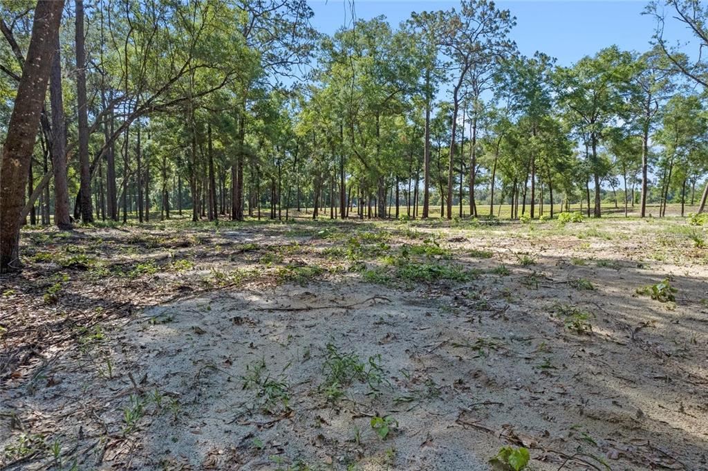 29901 State Road 44 Eustis, FL 32736 - Photo 6 of 24 a big yard with trees