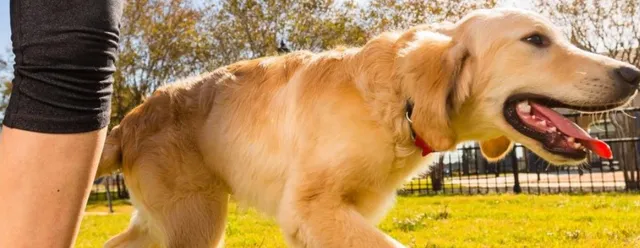 $3,500 | 19419 Canter Field Court, Tomball, TX 77377