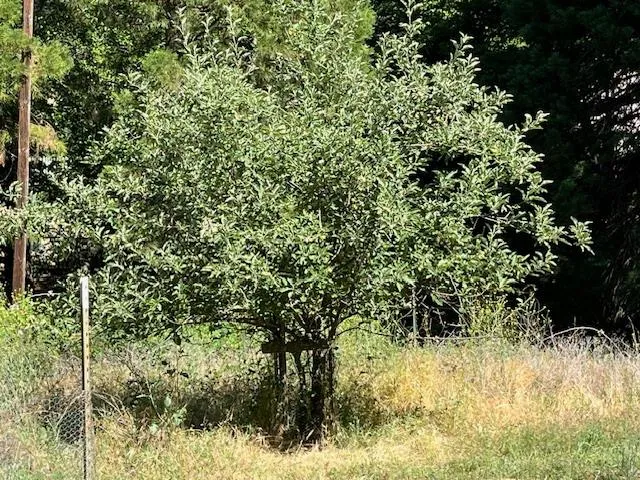 $325,000 | 0 Crestview Drive, Murphys, CA 95247