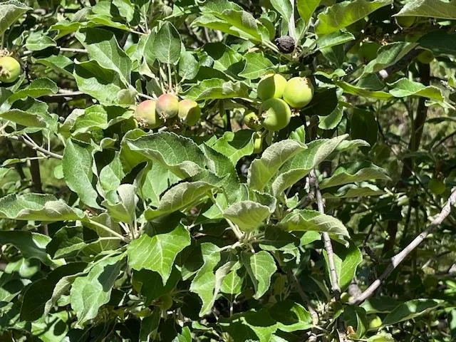 $325,000 | 0 Crestview Drive, Murphys, CA 95247