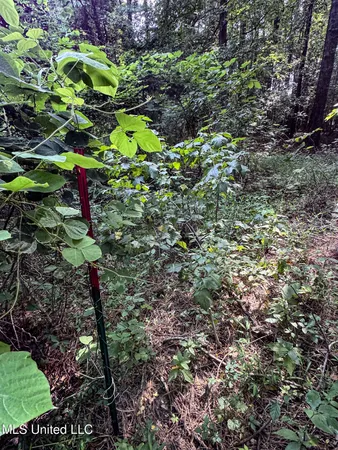 $98,000 | 247 Woods Road, Pope, MS 38658