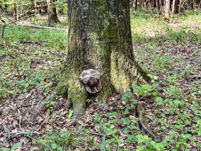 $103,000 | 247 Woods Road, Pope, MS 38658