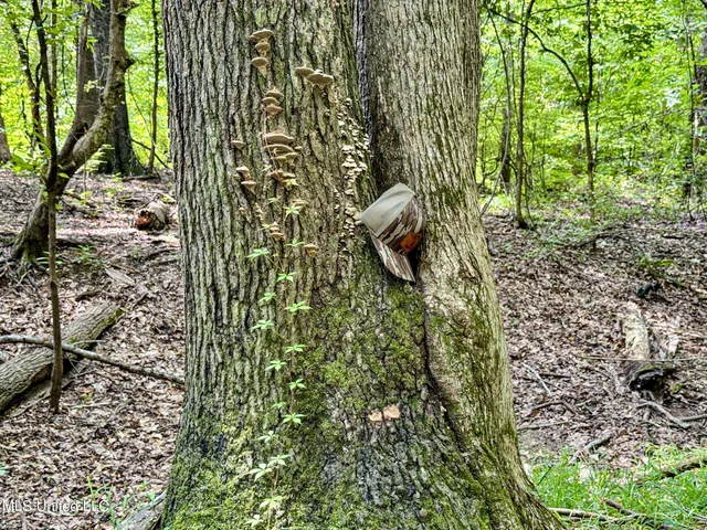 $103,000 | 247 Woods Road, Pope, MS 38658