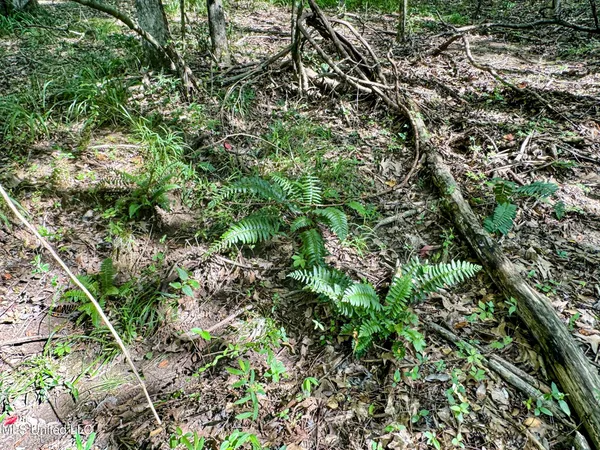 $98,000 | 247 Woods Road, Pope, MS 38658