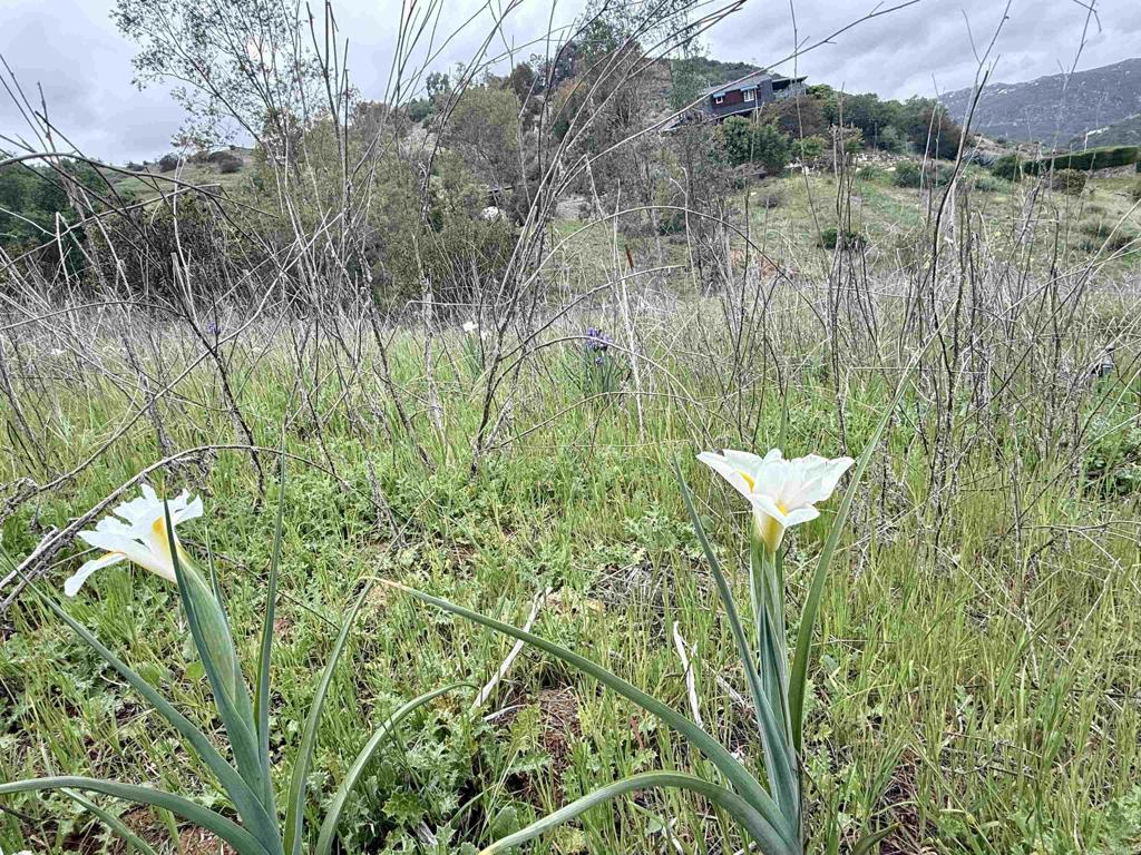 0 Alex Road Fallbrook, CA 92028 - Photo 20 of 29 a view of a lake with a house