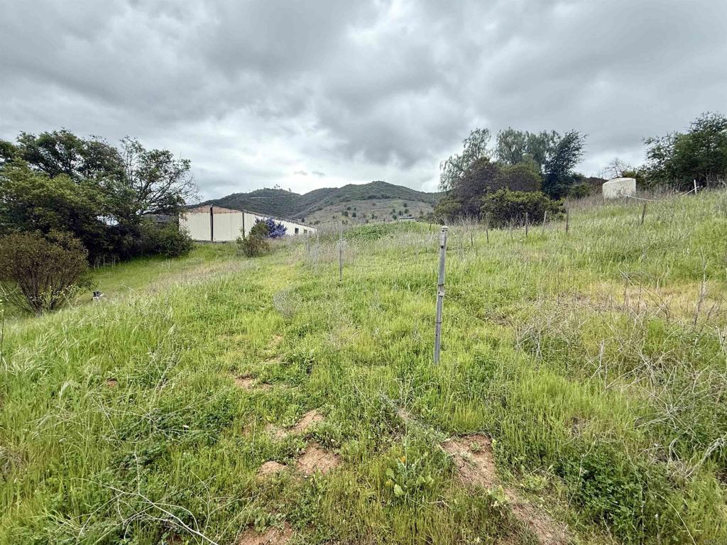 0 Alex Road Fallbrook, CA 92028 - Photo 4 of 29 a view of a big yard with plants and large trees