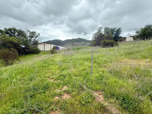 a view of a big yard with plants and large trees