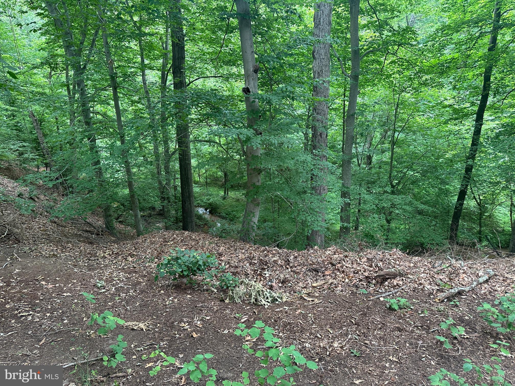 3330 Holland Cliffs Road Huntingtown, MD 20639 - Photo 49 of 64 Nature, privacy in rear yard